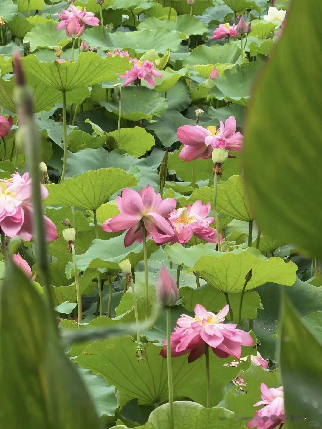 今天走到公园，撞见满满一池塘荷花。
我格外中意花朵这种温润柔和的粉色，大片青绿色