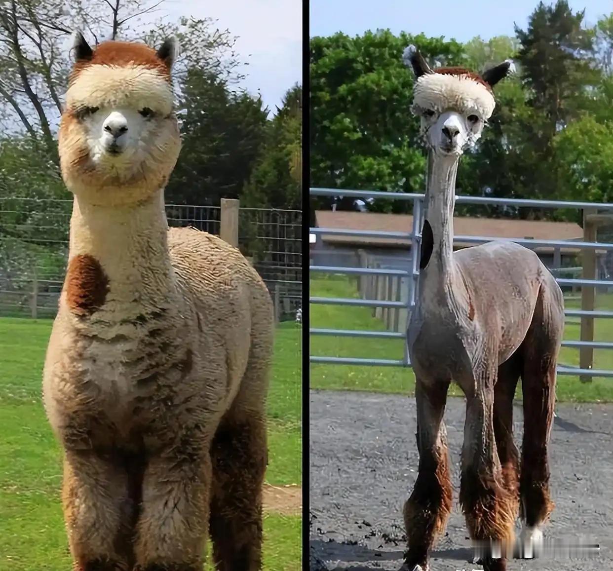 中国满小区投毒，毒死9只宠物狗，被判4年，美国虐猫被判40年？
美国：反社会人格