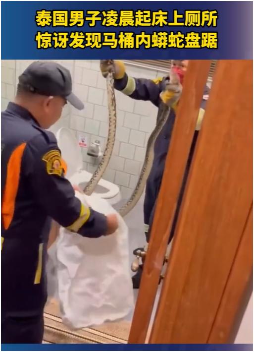 泰国男子凌晨起床上厕所，惊讶发现马桶内有一条大蟒蛇