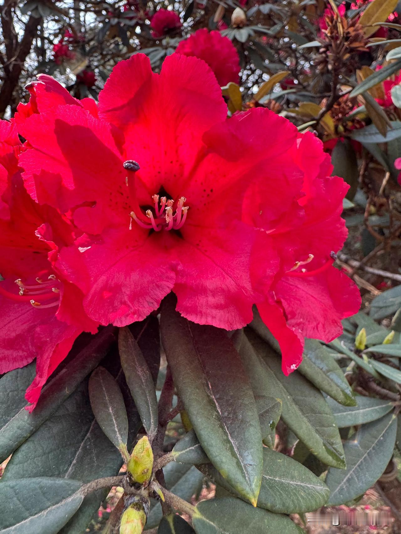 三月盛放的马樱花和杜鹃花。（原创，手机拍摄）