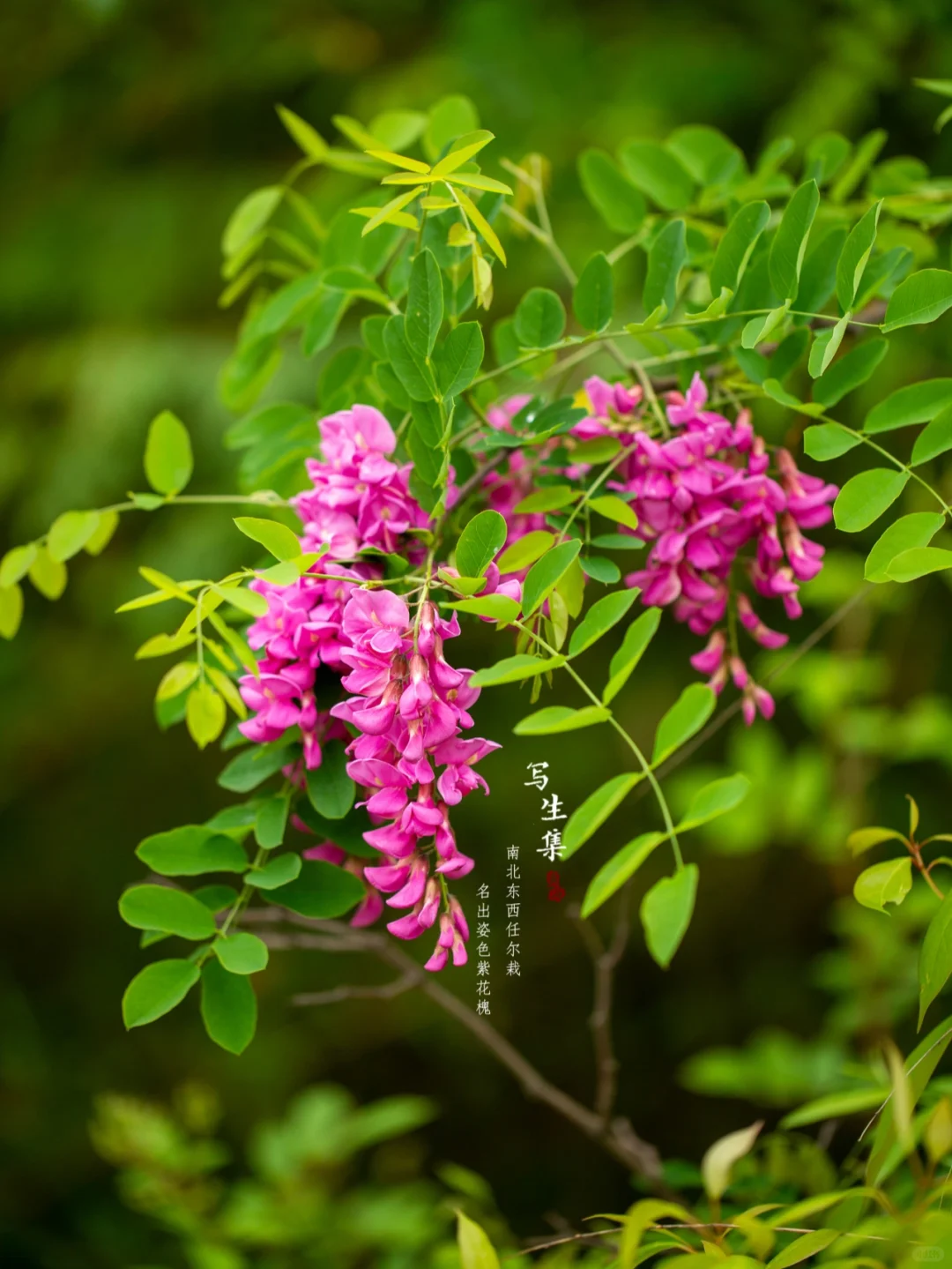 香花槐|写生集