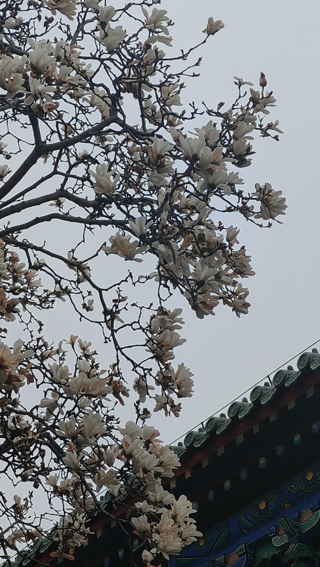 北京天坛公园玉兰花🌸摄影​​​