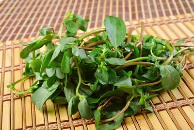 农村不起眼的野菜 ，前列腺增生“王牌药 ”，清热除湿力如牛
中医常讲，人体疾病的