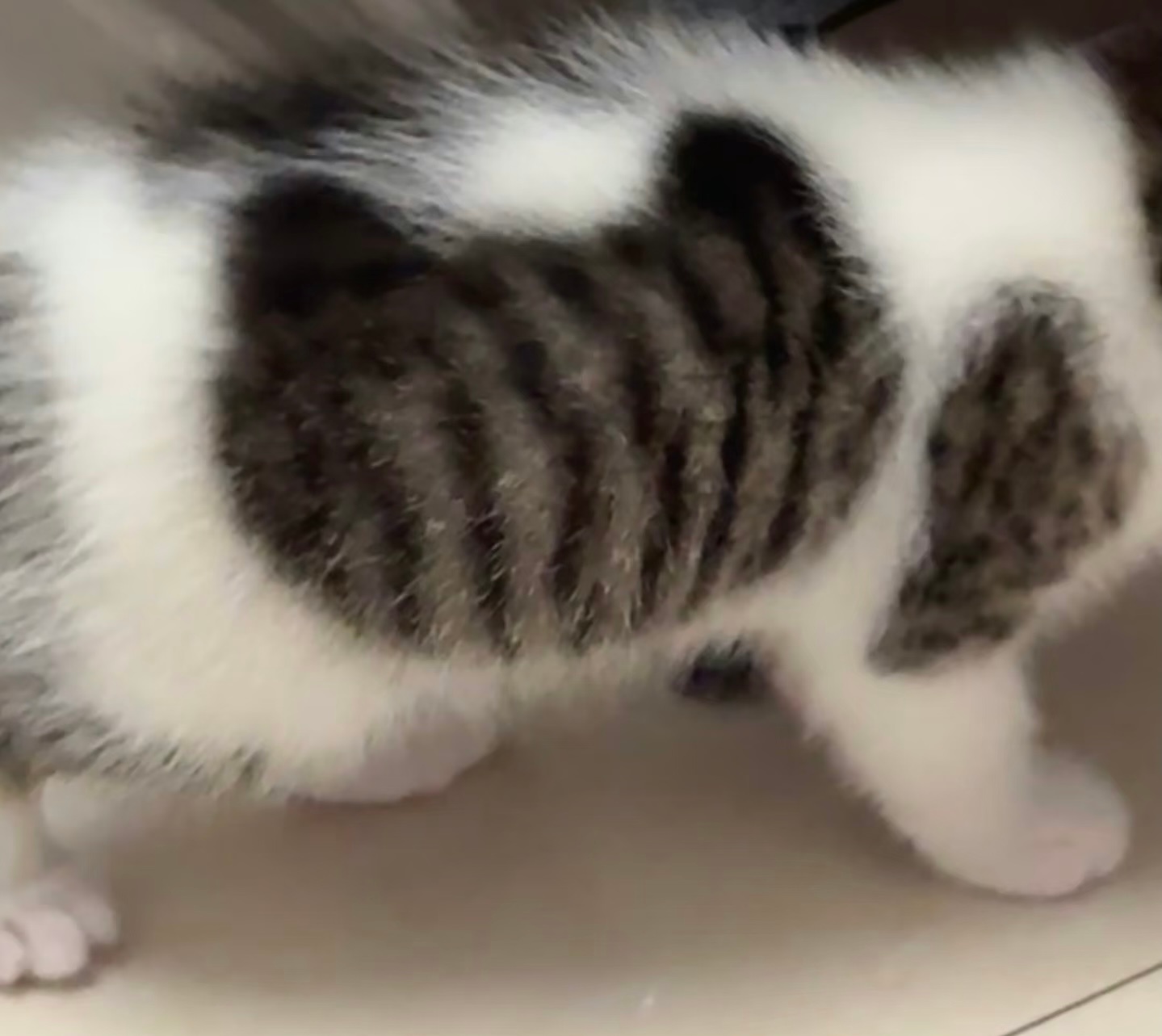 神奇的猫猫花纹，像竖中指的猫猫[允悲] ​​​