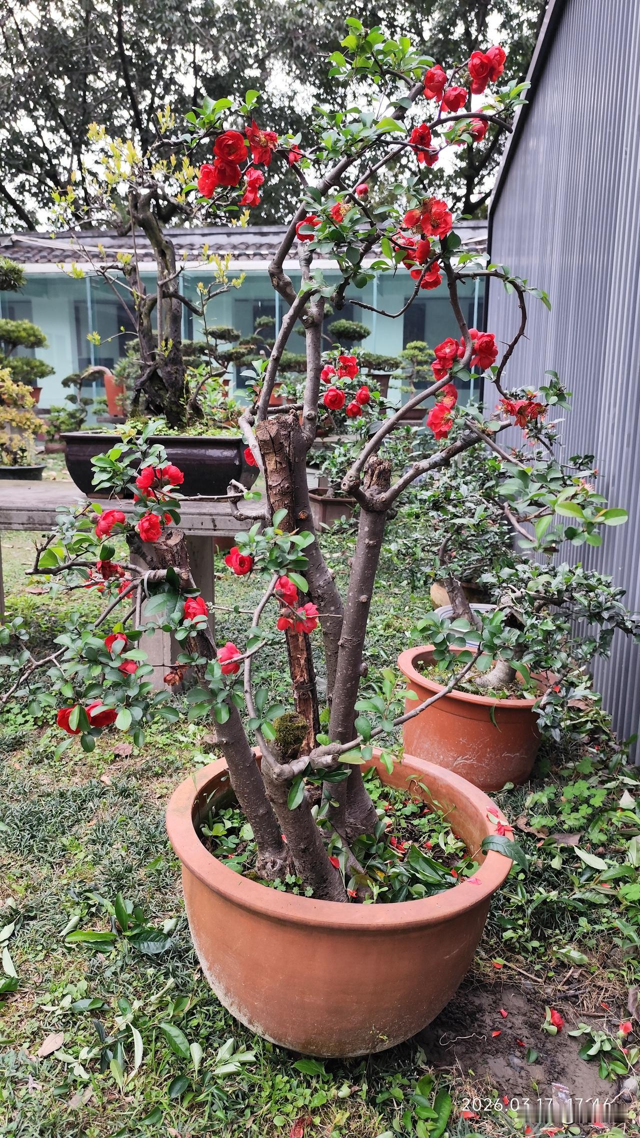 分享漂亮的盆景盆景花开锦绣