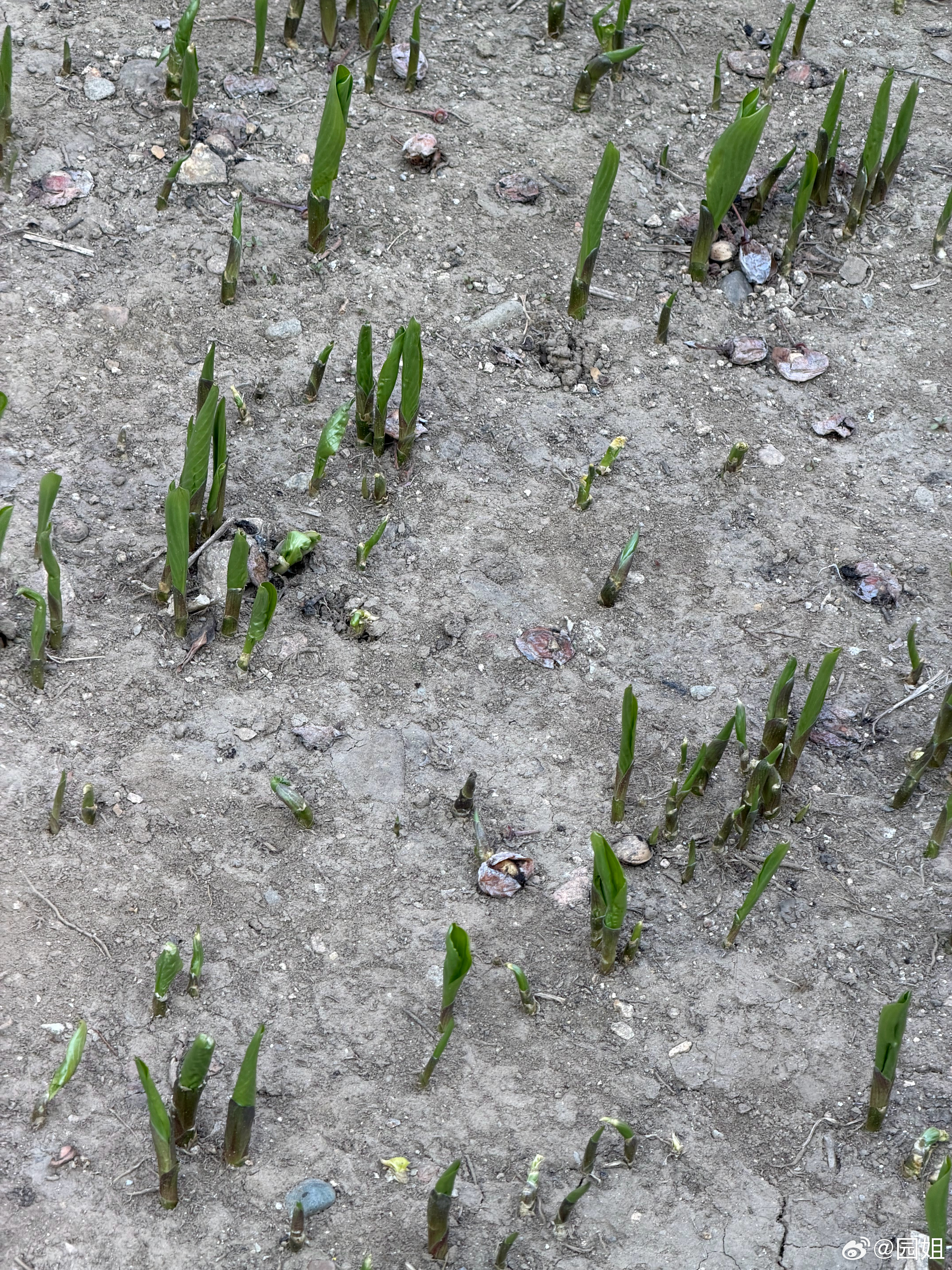 我们这也暖和了，小区里的花都开始发芽了，这样子用不了多久就能看到叶子了