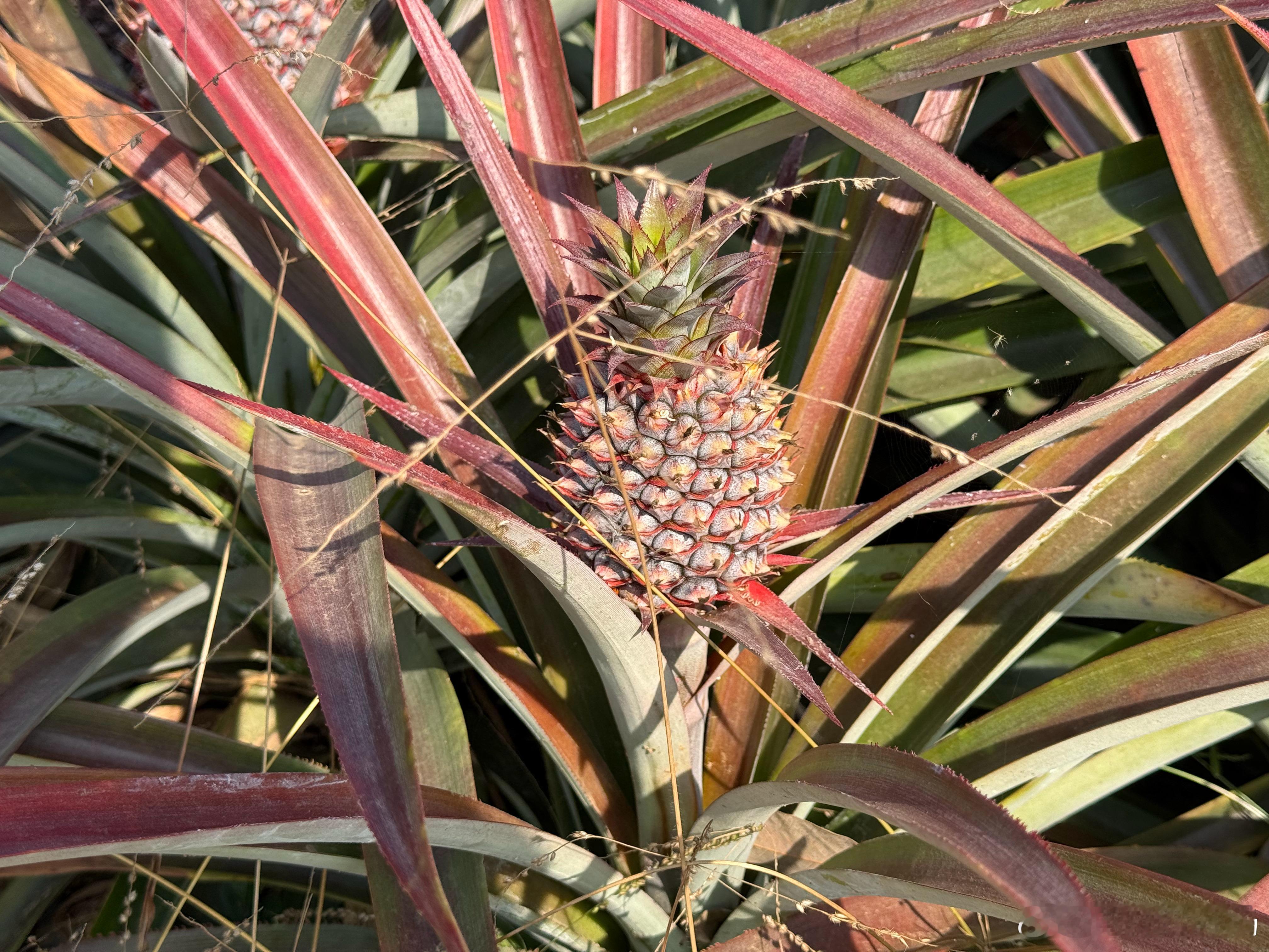 来海南体验农场生活了！理想汽车理想i8植物科普