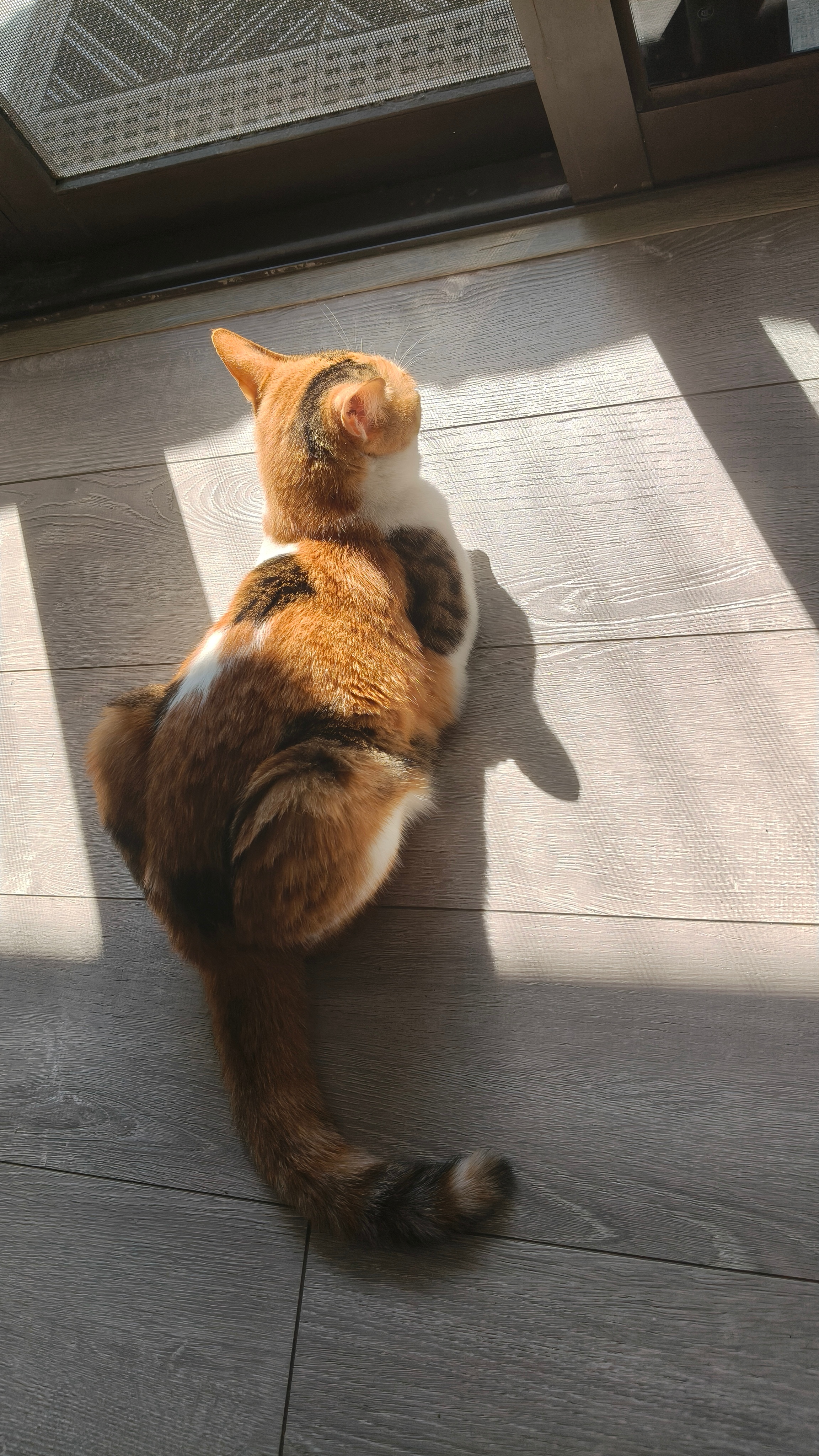 看到有评论说我“萌宠博主都比赵宏劳东燕清醒明白”那是当然