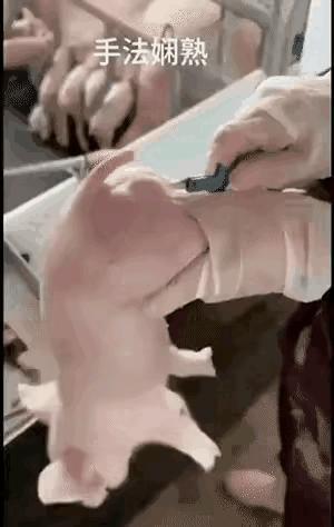 阉割！[发怒]
生揪，您打冷战了吗？

这是养殖场阉割二师兄场面，小猪虽然很疼，