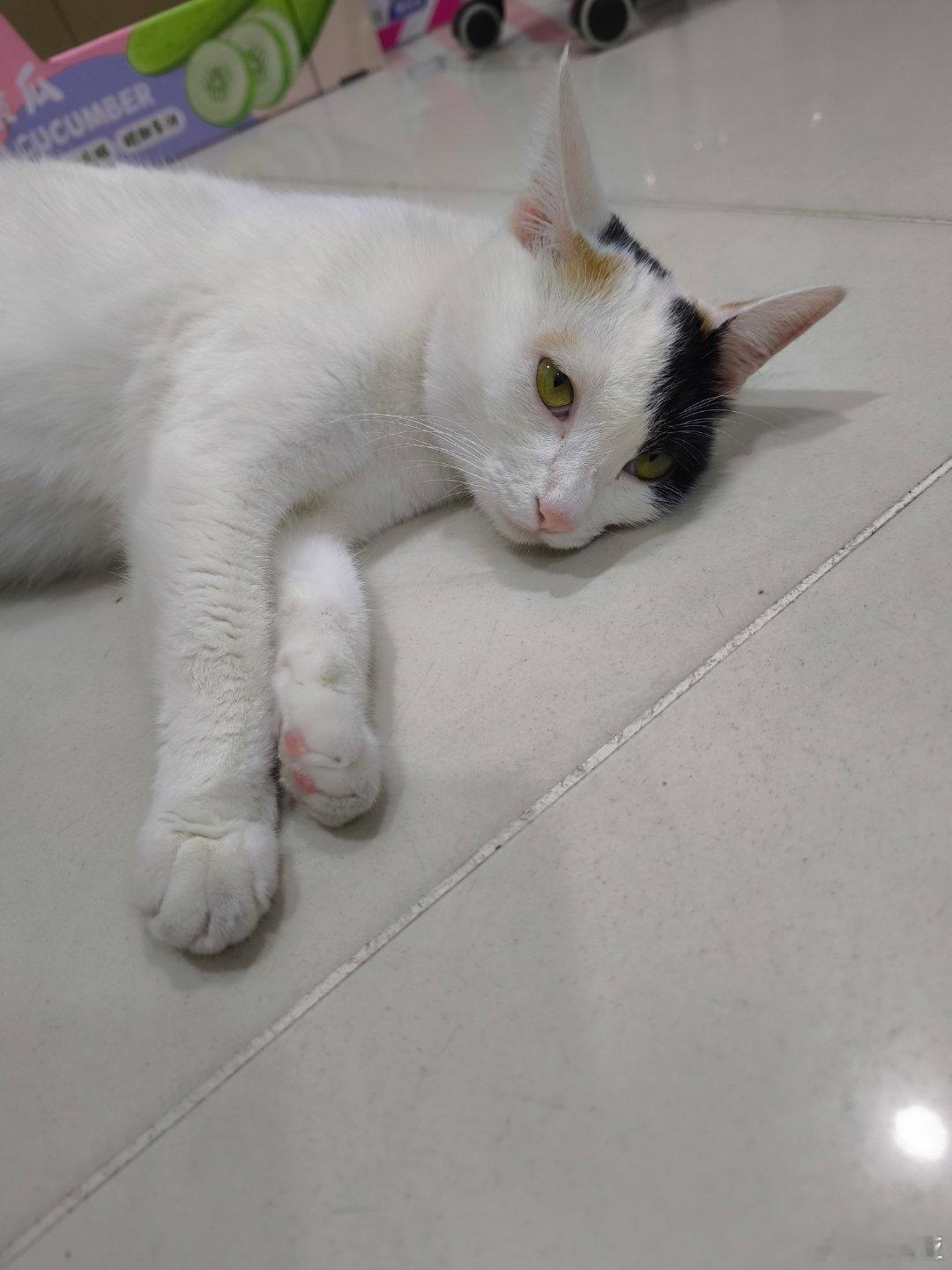 傻猫 