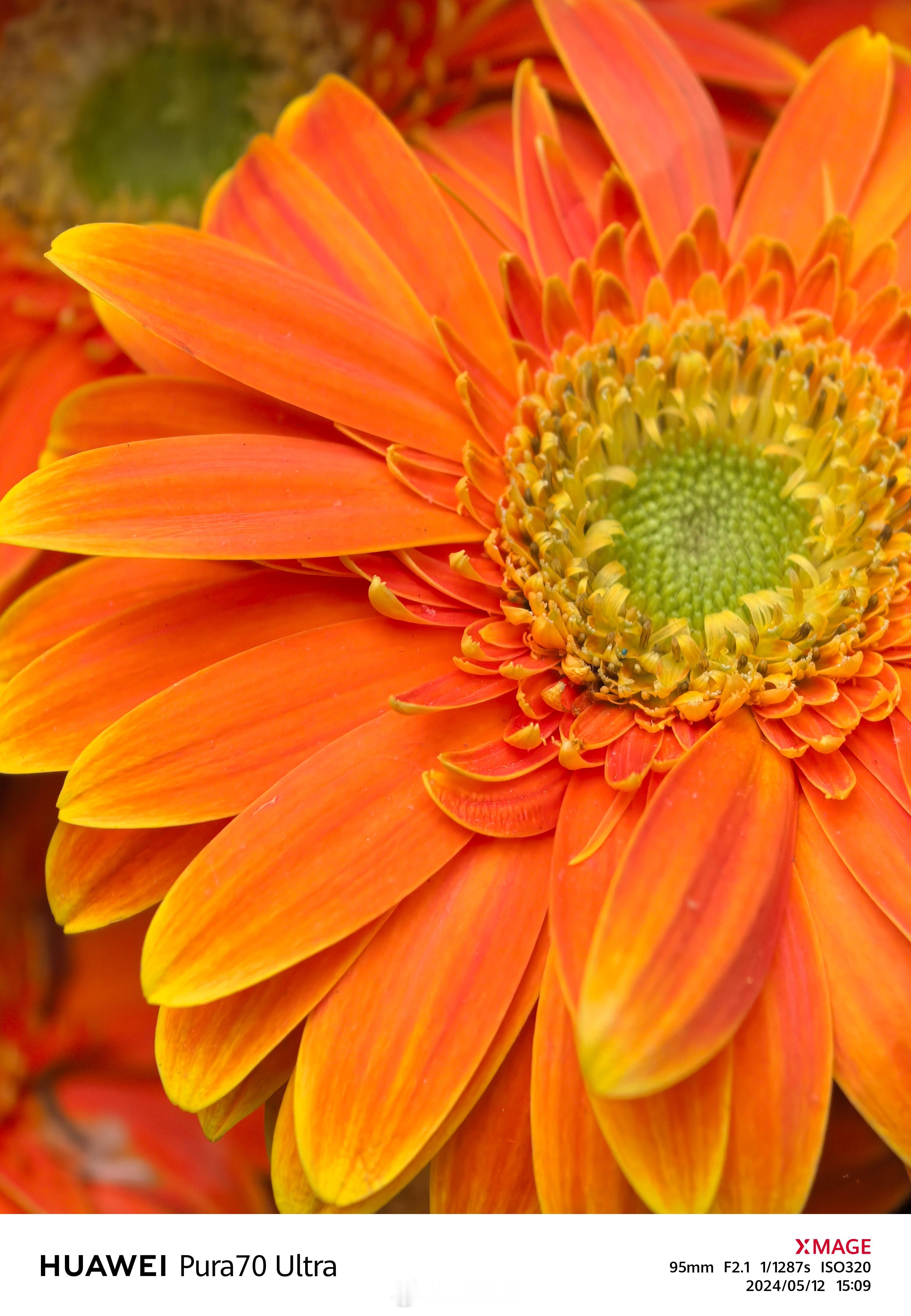 花朵微距，95mm，F2.1。一花一世界，一叶一菩提；见微知著，睹始知终；花开花