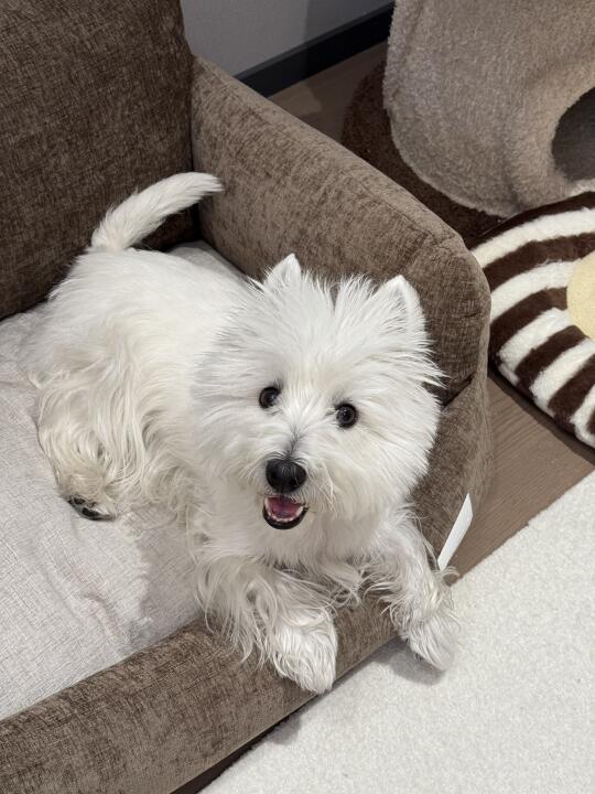 西高地逐渐变旧…