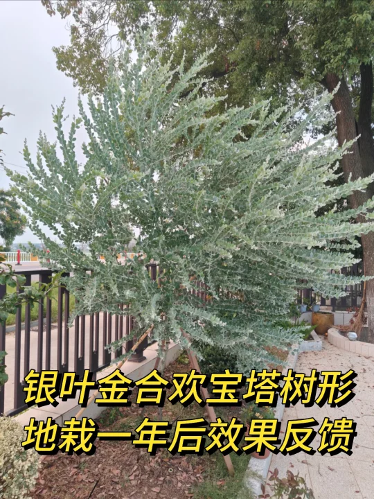 花友反馈👍银叶金合欢地栽一年后出效果