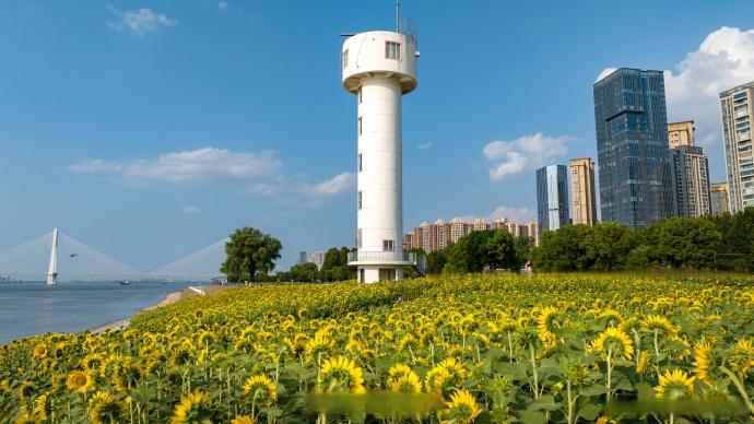构图说明：低机位引导线构图，以向日葵为前景，道路黄线引导视线伸向城标与高楼。近、