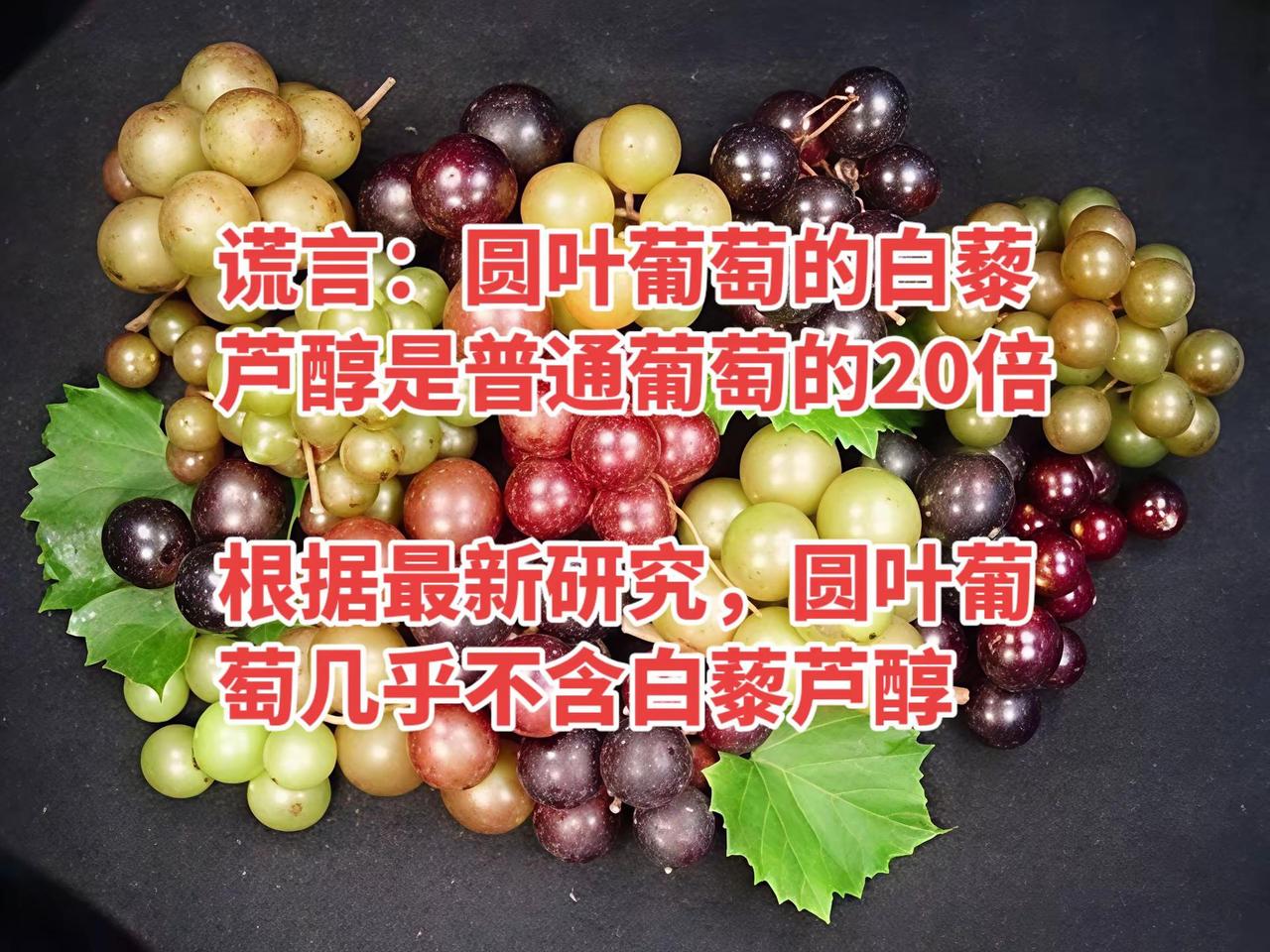 科普知识。近年来，市场和网络上反复出现一种说法：圆叶葡萄（Vitis rotun
