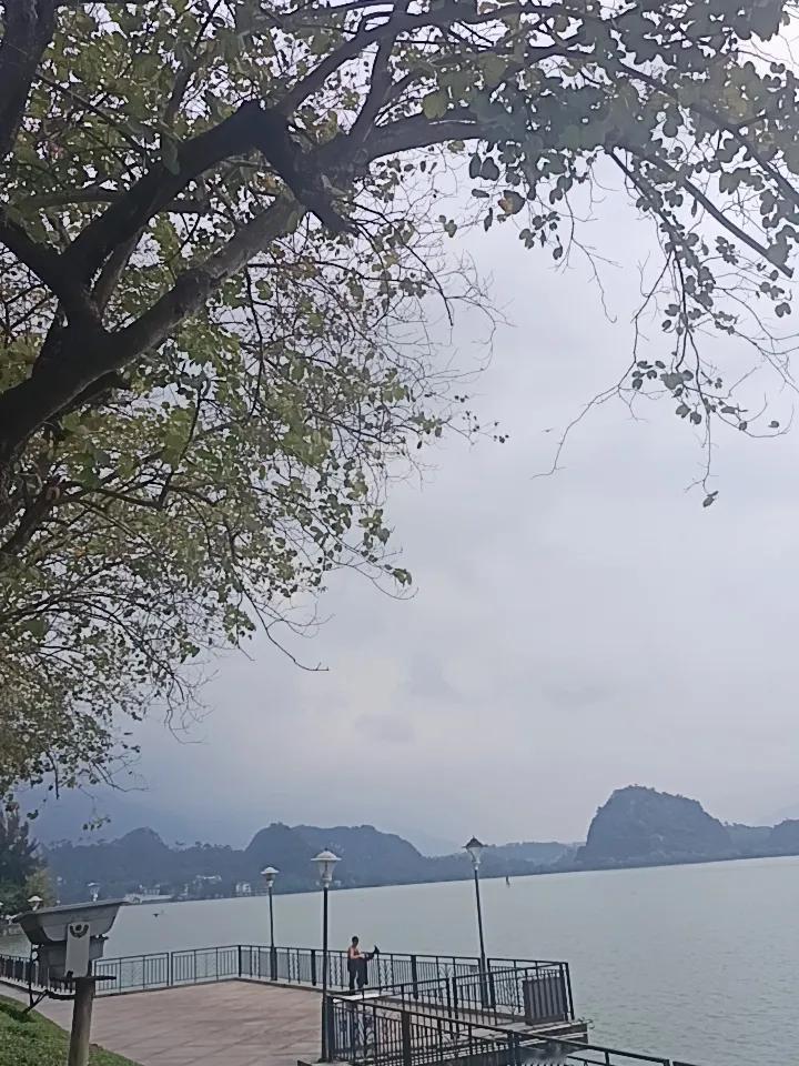 你敢相信吗？现在就是这些樱盛花盛开的时候
我说的是紫荆花