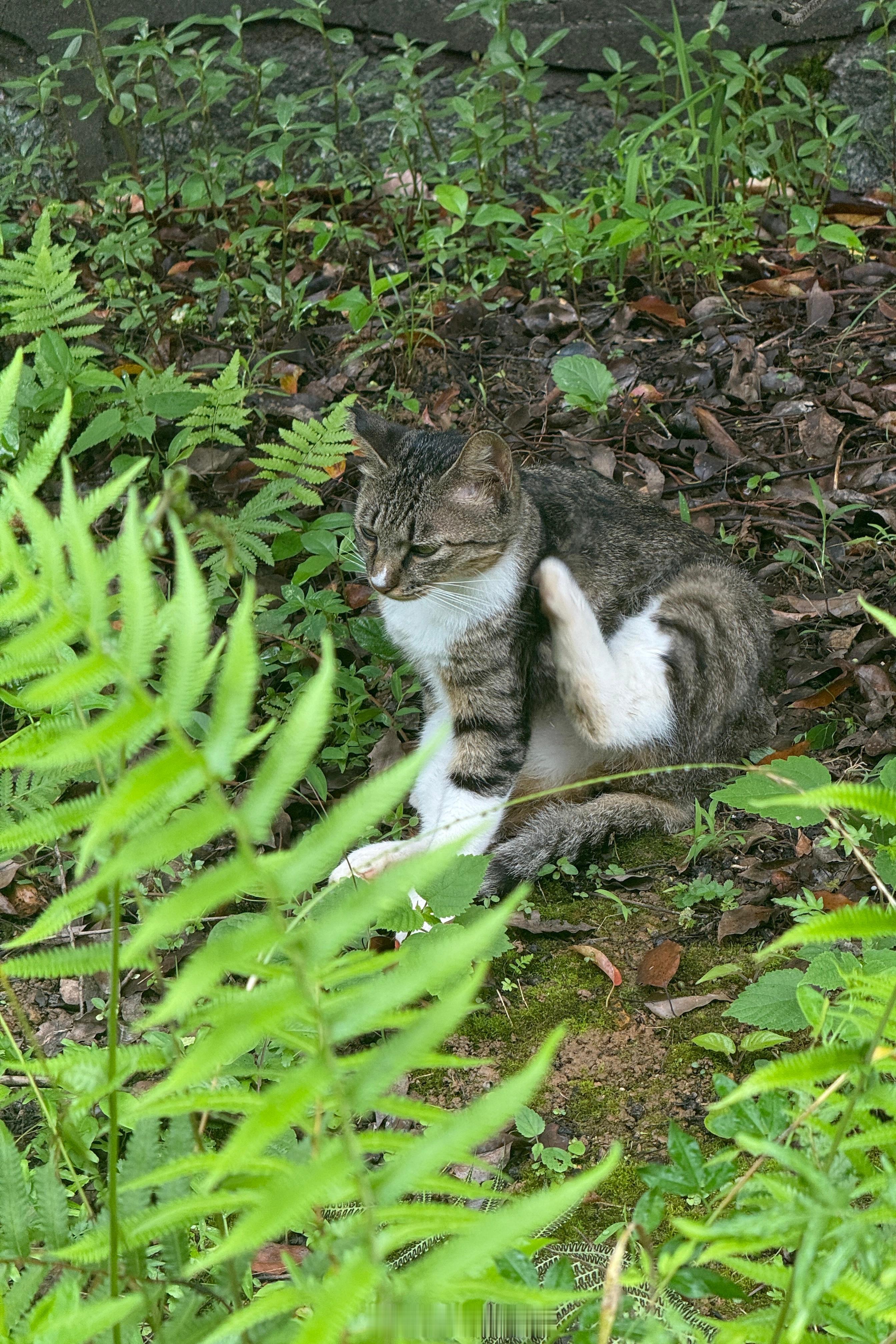 中午散步2公里，看到三只猫一只鸟🦜 