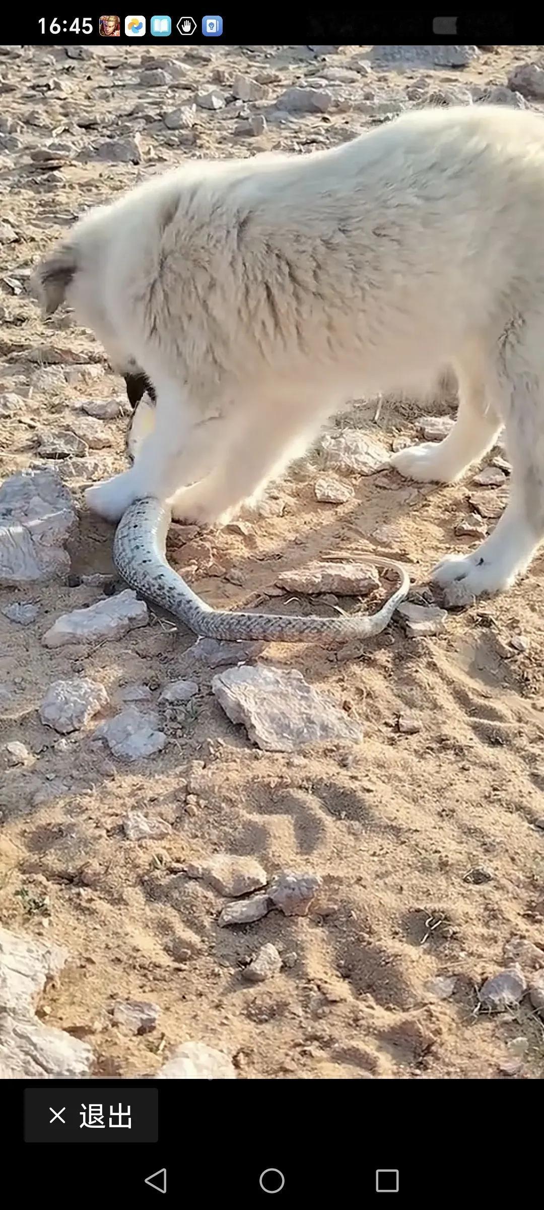 狗狗吃辣条
生猛辣条被啃食干净！
看来这是一只好狗！[赞]
应该也会逮耗子吧。