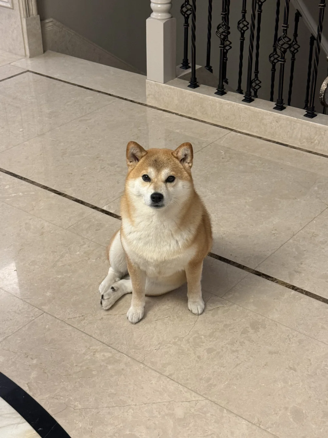 柴犬.jpg