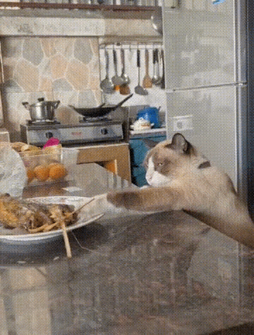 看见了吗？猫咪的眼神不是很明显吗？就是警告别多管闲事。#记录我的2023#