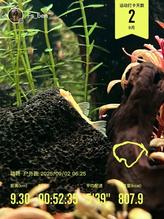 9.2｜晨跑打卡