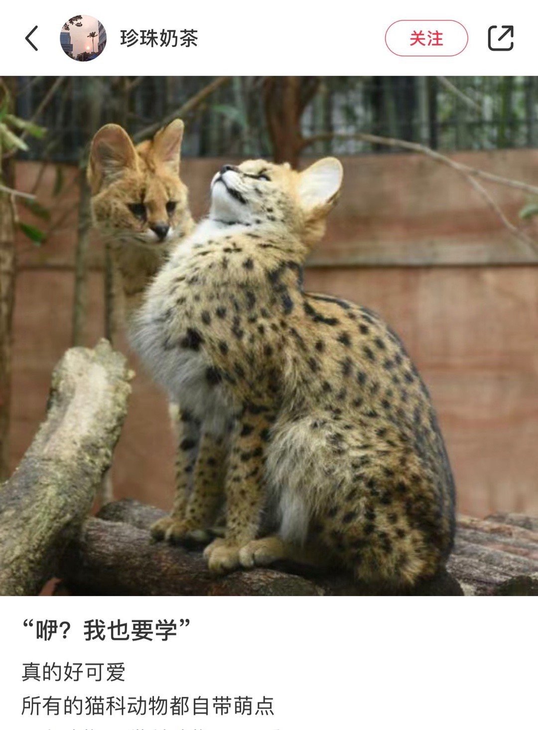 咿？我也要学！[开学季] ​ ​​​