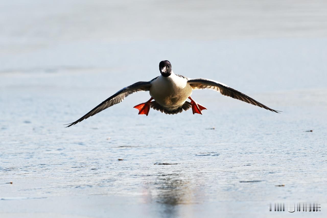 秋沙鸭成为北海公园的网红鸟
（冬季每天下午14：00左右都有很多人在北海公园北门