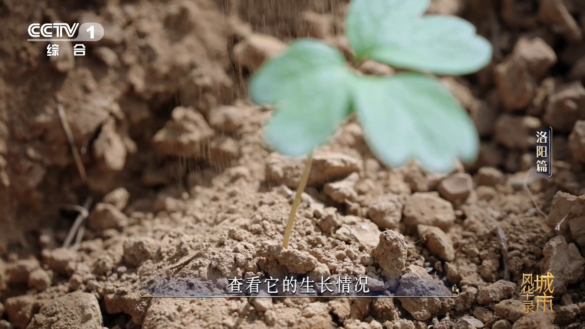在洛阳还能认养太空牡丹苗全国首个航天育种的黑色系牡丹品种来了！充满诗情画意的名字