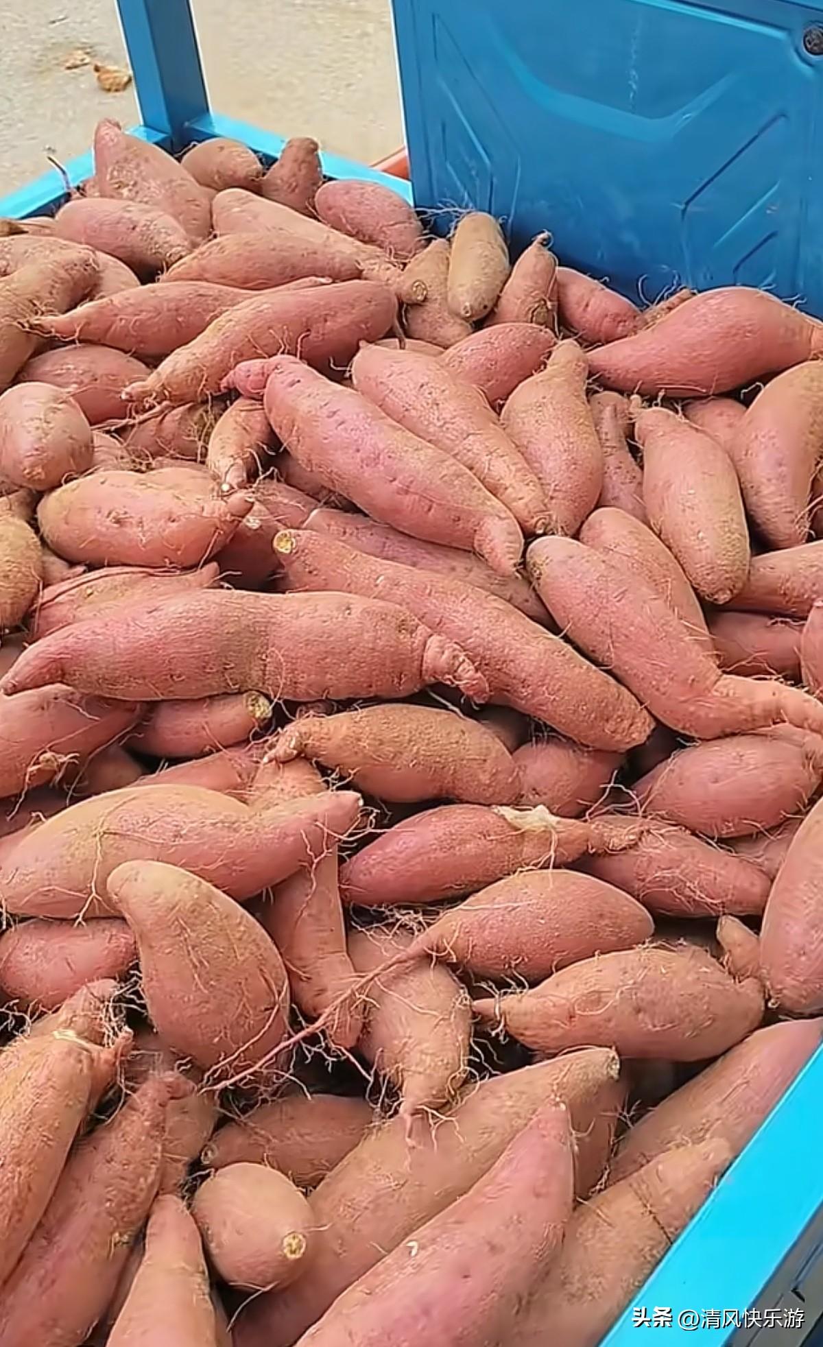 一个人在里做电商真是不容易，昨天晚上红薯爆单了，为了让购买的朋友能尽快吃到，一大