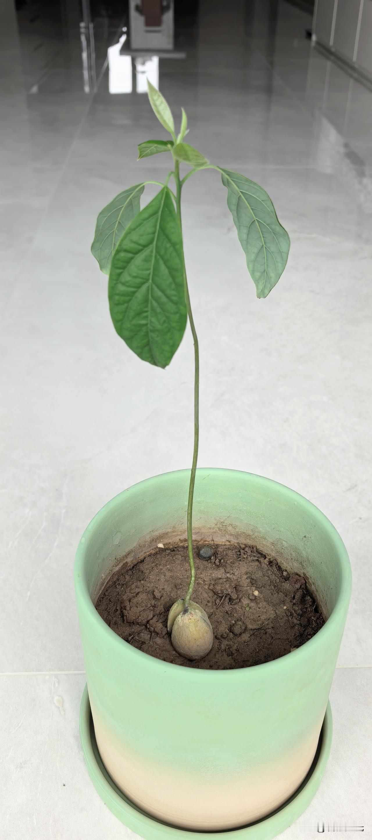这是什么植物？我是第一次见孩子们栽种这种植物，先在瓶子里把类似核桃一样大小的一个