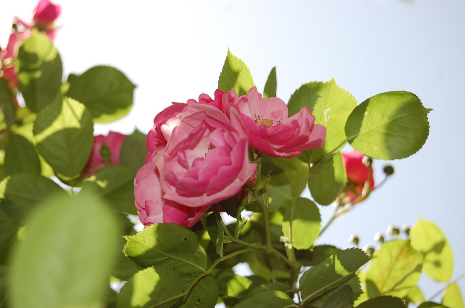 colorwalk偶遇春天我的春色配方 春天的蔷薇如诗如画，它们那美丽的形态和柔