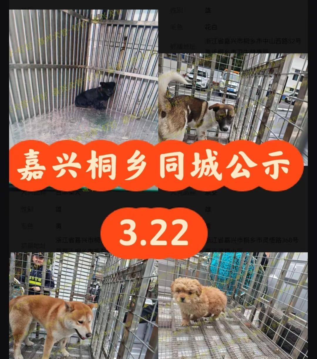 浙江浙里办嘉兴桐乡市2026.3.22日。桐乡寻狗   浙江抓狗只有三天公示认领