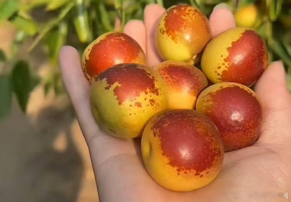 最近冬枣集中上市啦，个头真不小，全身通红的枣子甜面，红白相间的枣子酸甜~价格的话