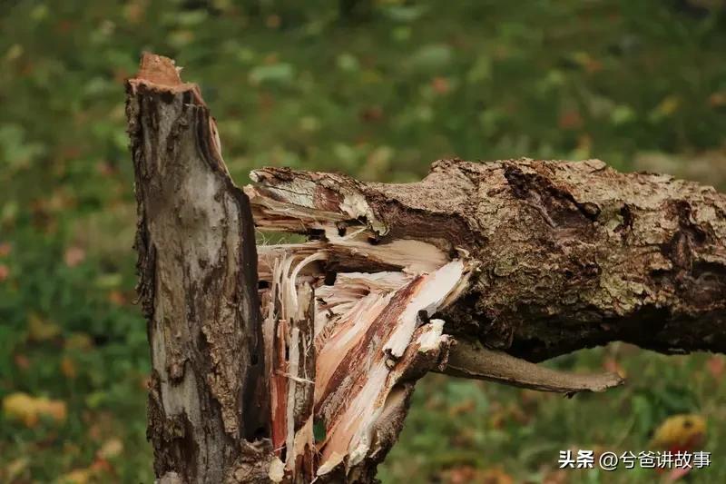 台风来袭时如何获得幸福
台风红霞 狂风吹过的街道 台风吹倒树木 

风在刮，呜啦