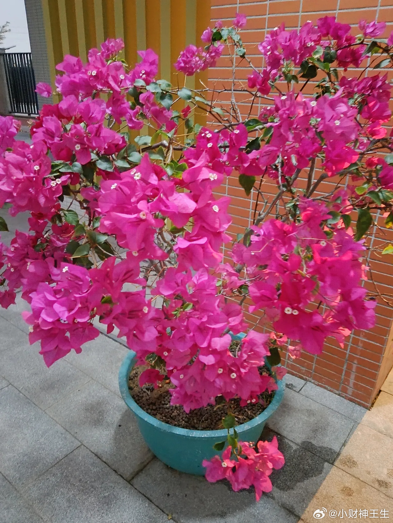 今天大盘会不会大跌呢？        个人观点是今天会先跌后涨，盘中出现下跌，收