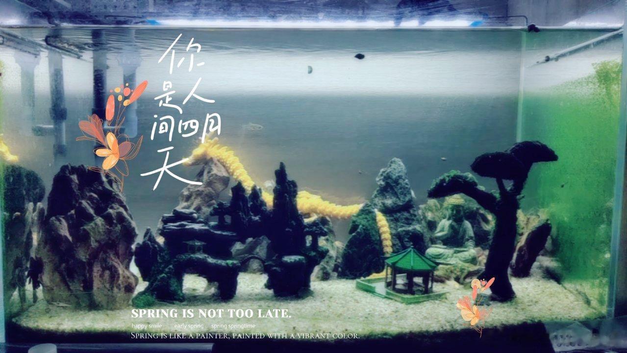 每天晚上都会对着小鱼缸发呆，不知道在想啥 ​​​