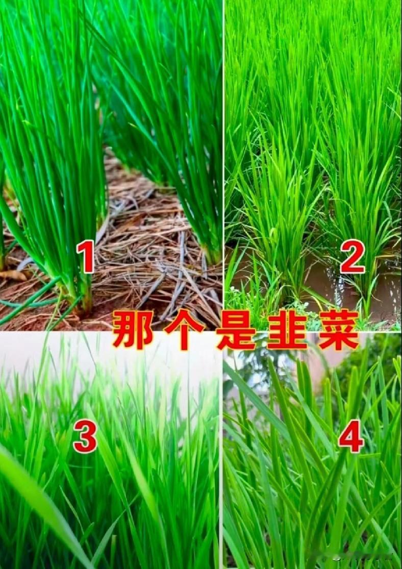 友友们，你们知道吗？
哪个是韭菜？
其他的，分别是什么哦？