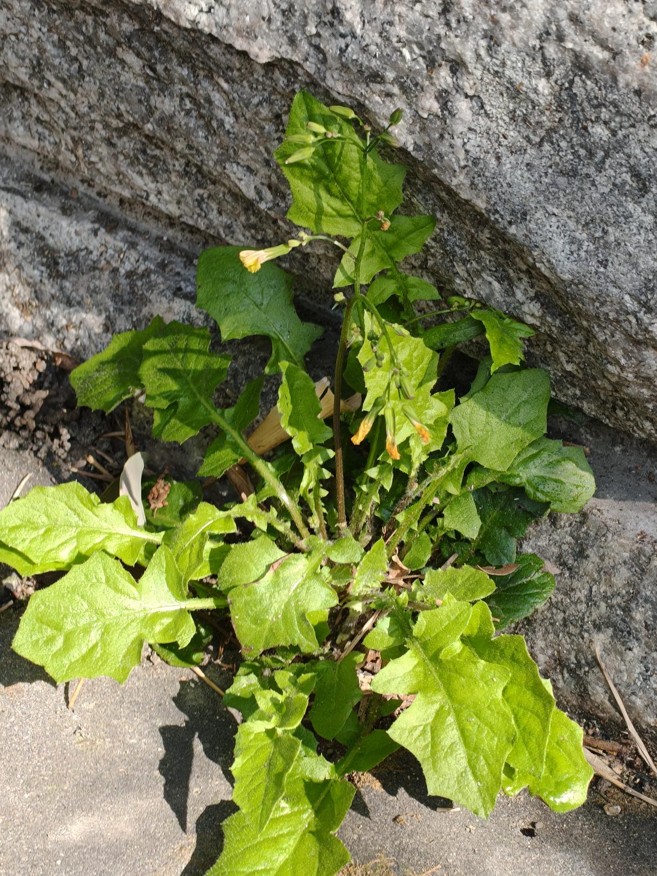 ☀️
美好的一天开始啦！

烦恼清零，快乐装满出发~[加油]