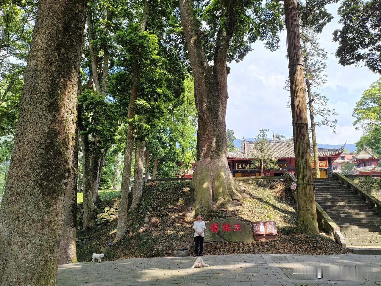#分享一张你手机里的树#中国的“桢楠树王”！
在四川省雅安市荥经县青龙镇雅西高速