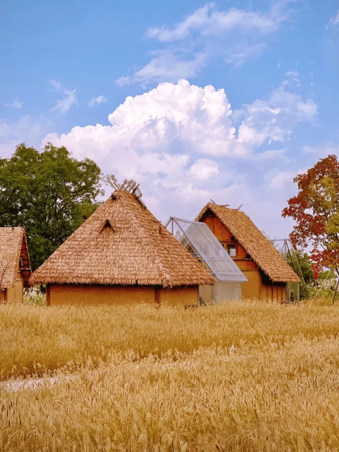 人生建议：秋天来杭州一定要留1天时间给良渚