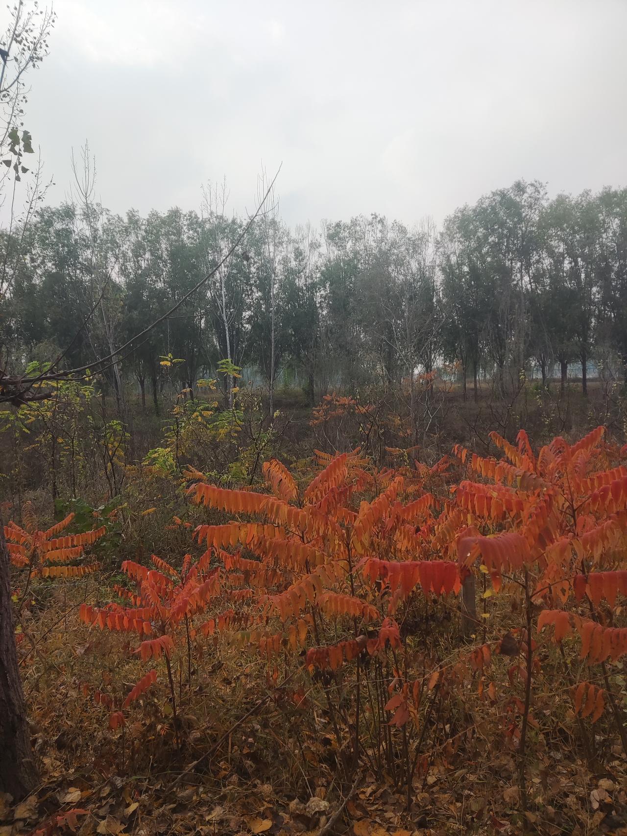 东营和滨州相比，哪个城市更宜居都差不多的，都是山东省唯二不通高铁的城市，难兄难弟