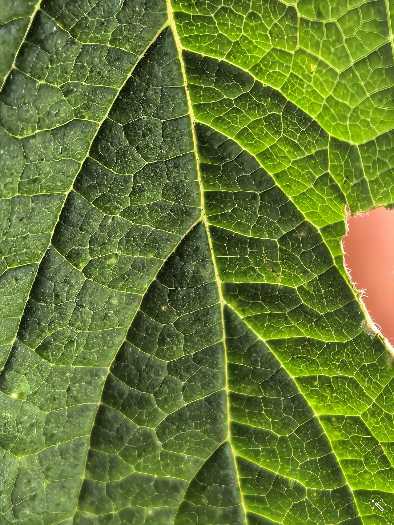 冬日生活打卡季绿色叶子