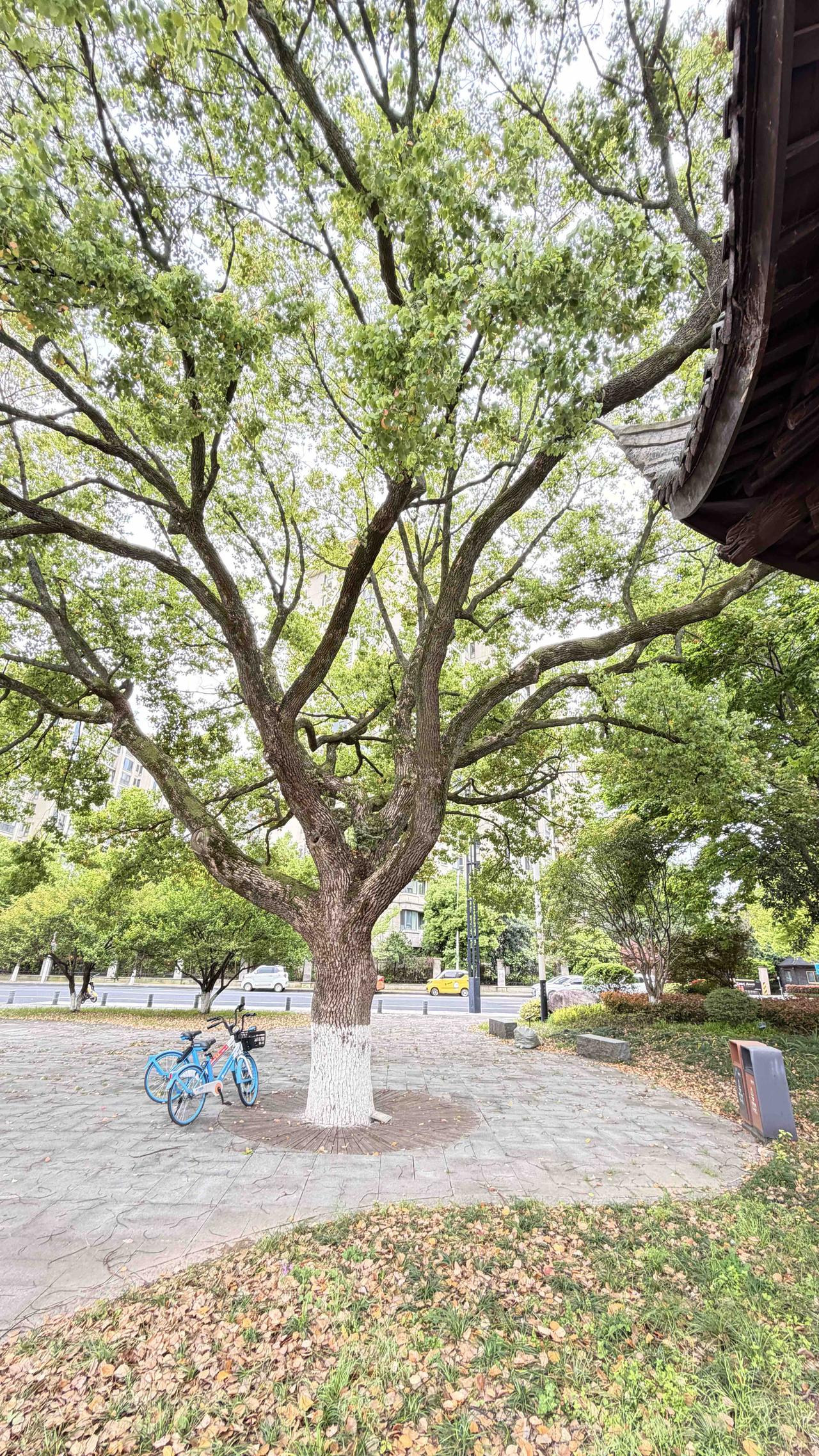 每日一图随手拍天气是真的舒服