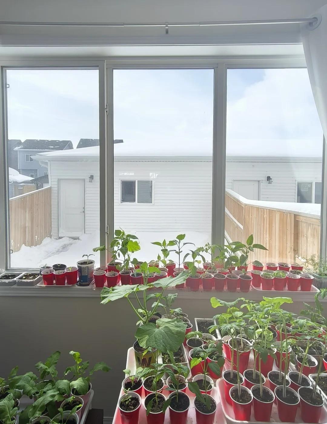 2026年最后一场雪？
4月17号，莎屯又下雪了。
花苗菜苗已经好大了，盼着天气