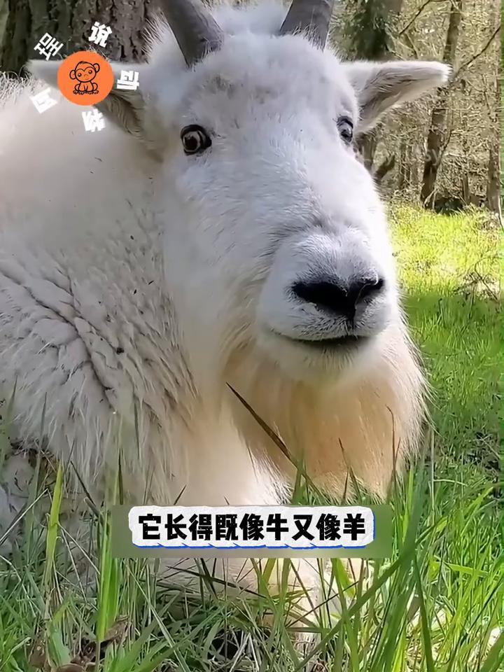 这只小家伙正回头凝视着你，眼神中似乎透着一丝疑惑，仿佛在纳闷：你怎么也能爬上这万