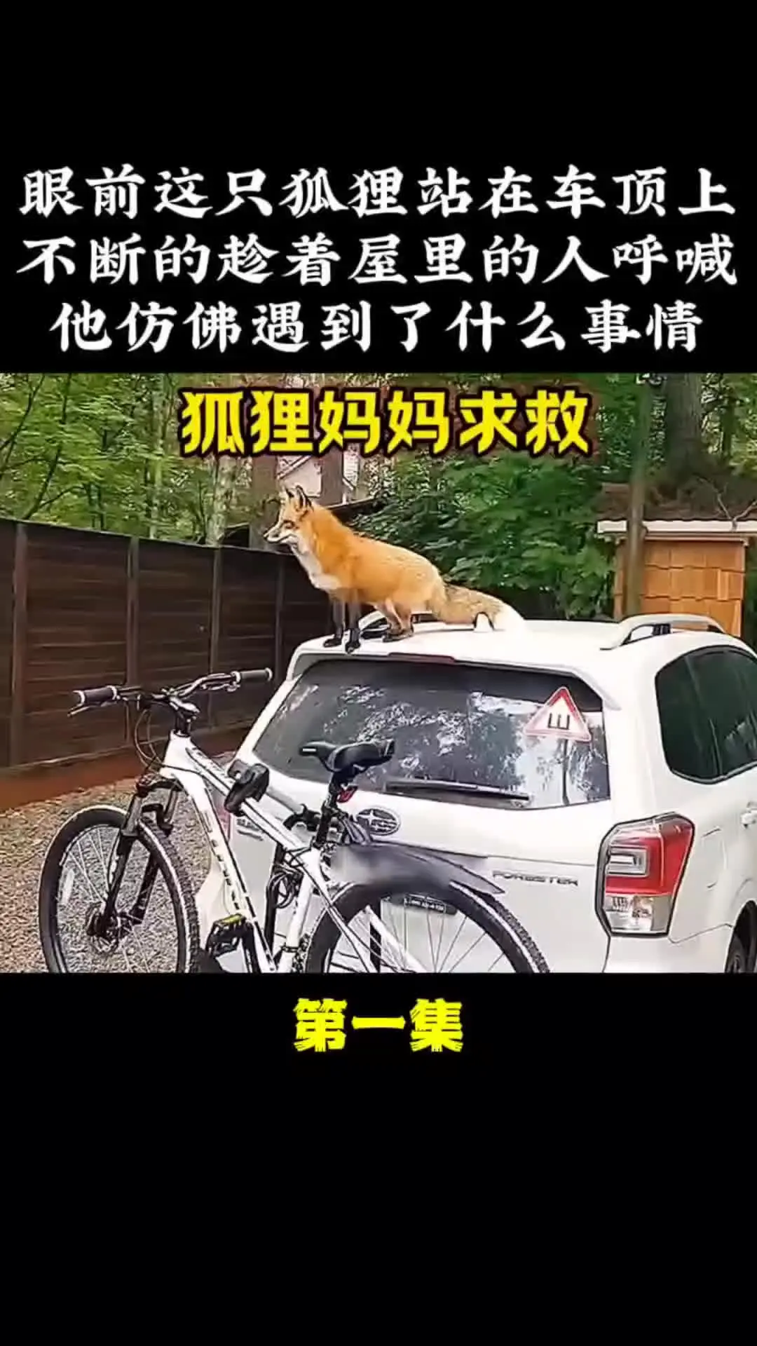 动物解说 动物的迷惑行为 动物世界 内容启发搜索