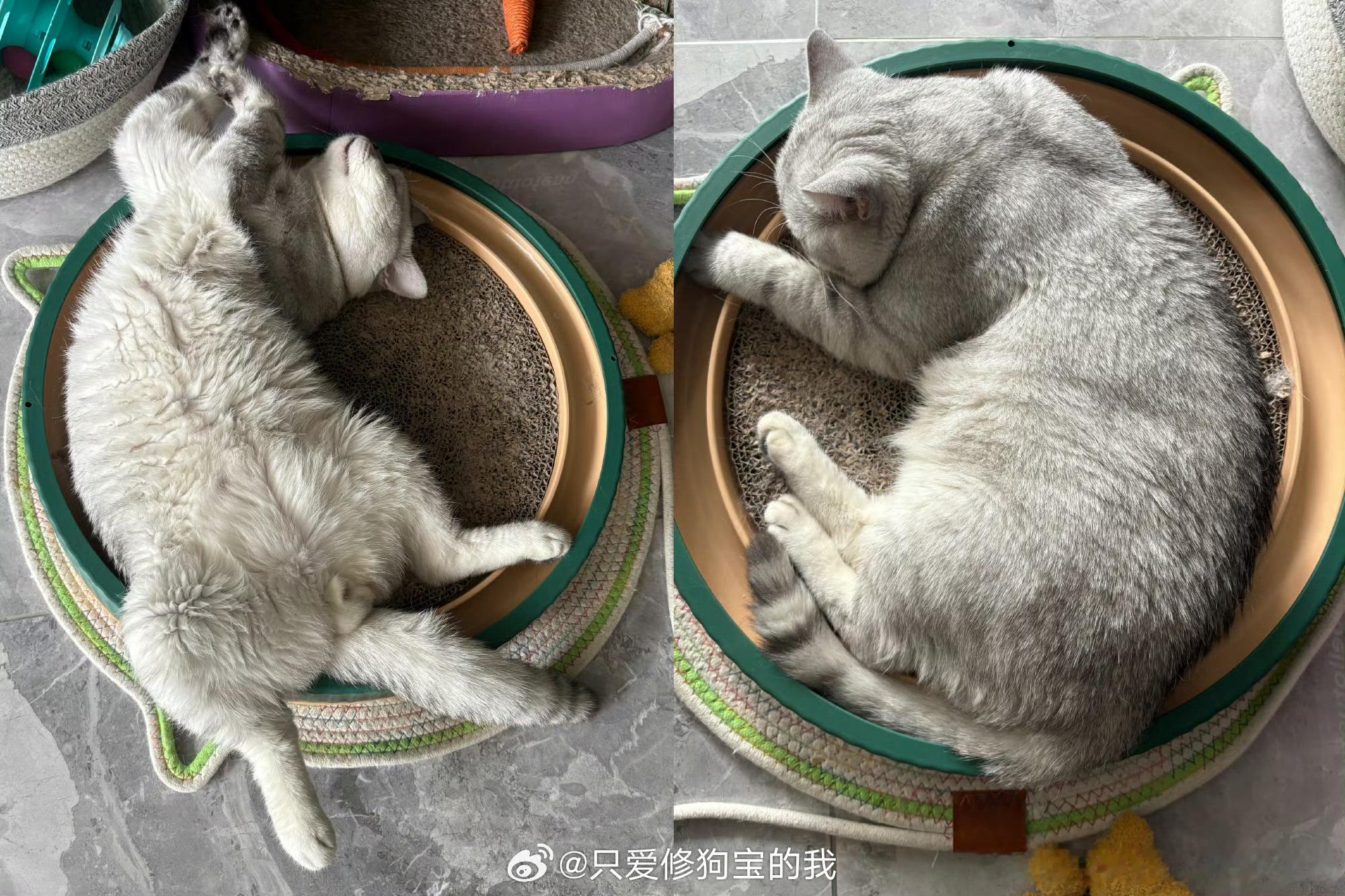 这下家里有两个大卡车了 
