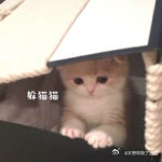 月亮还没圆月饼倒是先包圆了 哟，月亮还在天上慢慢“酝酿”着它的圆满模样，我这儿的