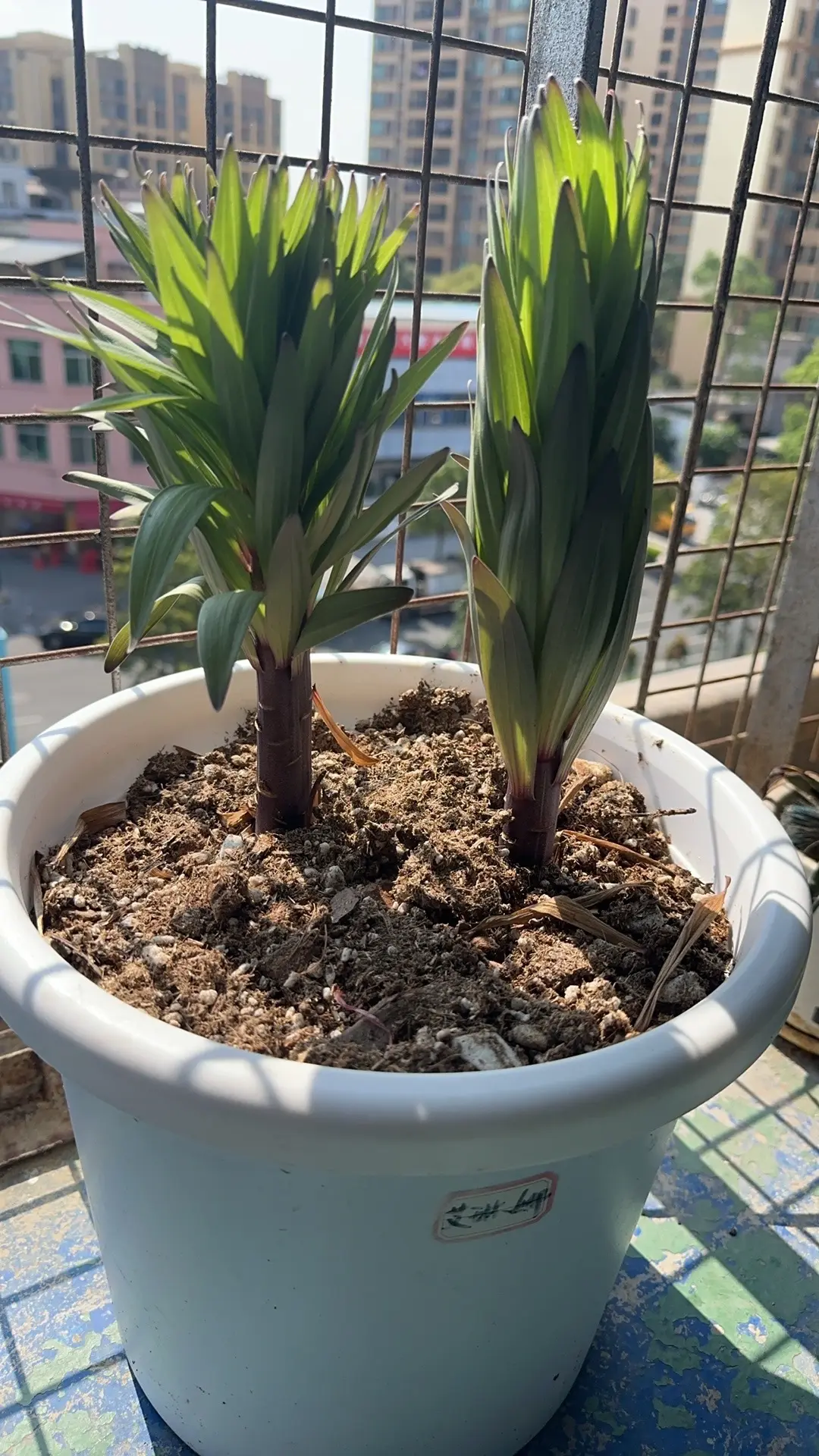 听说能开10朵花以上，不知道商家是不是骗我的😂