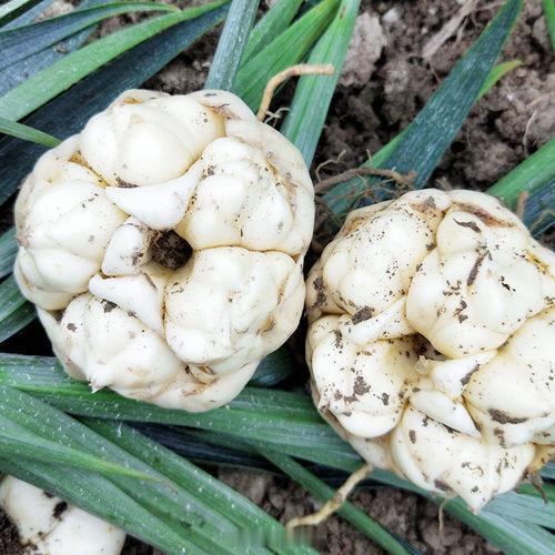 盒马误送有毒水仙球致老人孩子中毒 新鲜百合球茎（图 1）肉质较厚、色白，叶子宽大